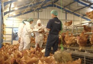 People in protective clothing examine documents inside a barn full of chickens
