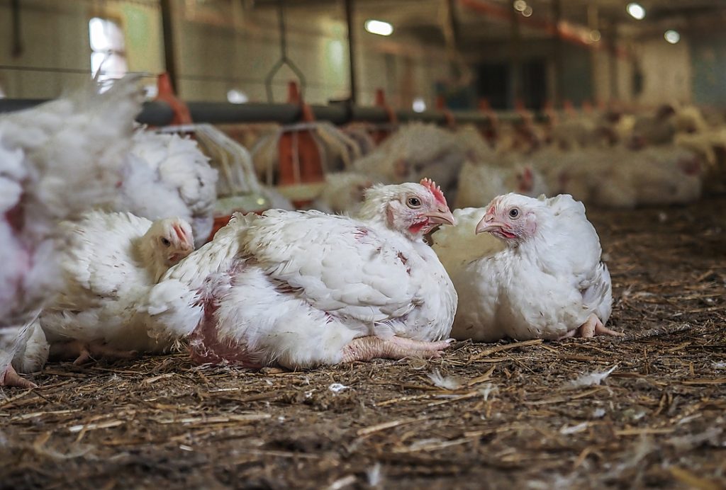 Chickens sitting on the floor of a barn
