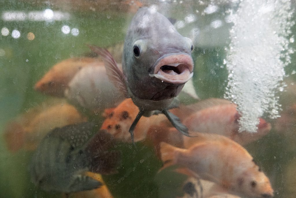 Fish swim in a crowded cage