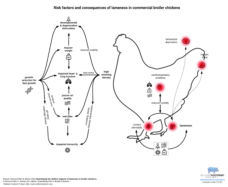 A diagram showing how breeding chickens to grow quickly damages their health.